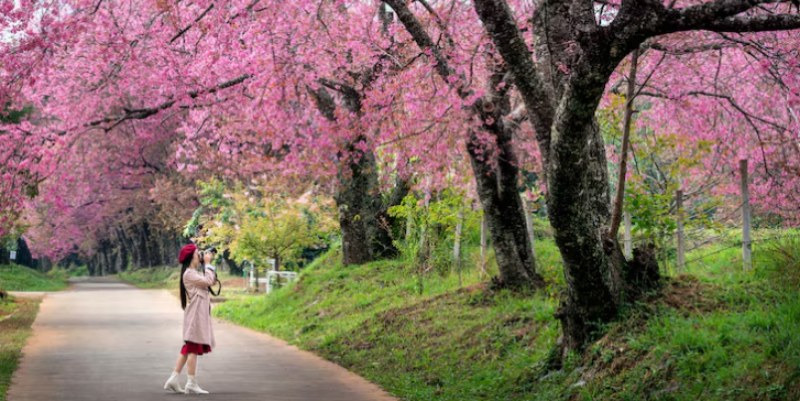 Kisaran Biaya Liburan ke Jepang