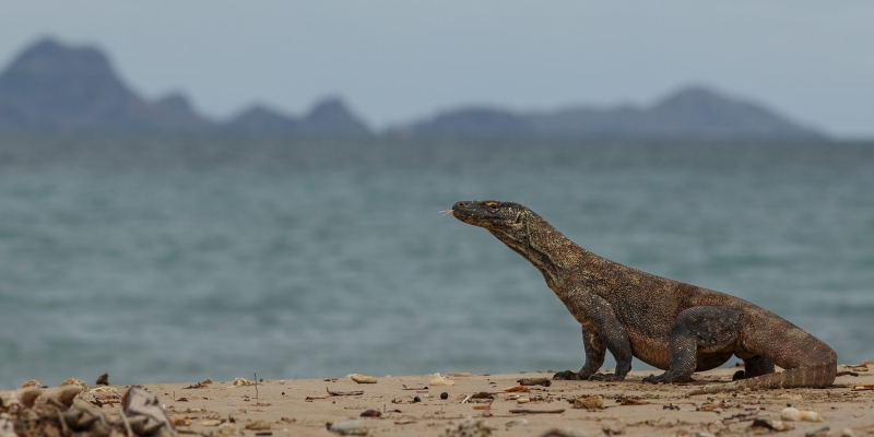sustainable tourism Pulau Komodo